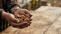 Farmer holding handful of walnuts in cupped hands over wooden surface, showcasing harvest and agricultural produce for farming, food industry, and nutrition content.