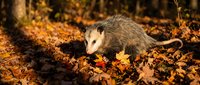 Young opossum foraging among colorful autumn leaves in natural woodland habitat during golden hour lighting for wildlife photography.