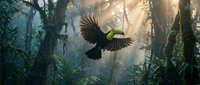 Majestic toucan soaring through misty rainforest with golden sunbeams filtering through dense tropical canopy creating dramatic atmospheric lighting effects.