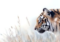 Majestic tiger profile view among tall grass and reeds on white background, showcasing intense blue eyes and detailed fur texture in soft natural lighting.