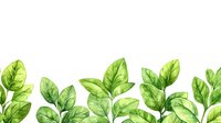 Green watercolor leaves border on white background for natural organic design projects and botanical decorations.