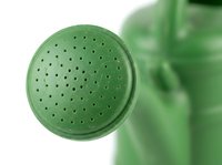 Green watering can with perforated shower head isolated on white background, gardening tool for plant watering and lawn care.
