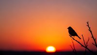 Bird silhouette perched on branch against vibrant orange sunset sky. Peaceful nature scene with warm golden hour lighting for meditation and tranquility themes.