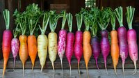 Fresh colorful rainbow carrots and radishes in row showing variety of heirloom vegetables with green tops on rustic wooden background. Organic farm produce.