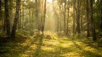 Sunlit forest path with tall trees and golden light filtering through canopy, creating serene woodland atmosphere for nature and landscape projects.