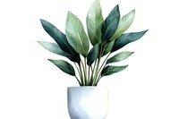 Watercolor green tropical plant with large leaves in white ceramic pot on isolated background, suitable for botanical wall art and home decor prints.