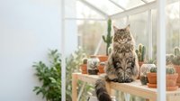 Fluffy tabby cat sitting proudly among potted cacti on a wooden shelf inside a bright home greenhouse with natural light.