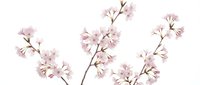 Delicate pink cherry blossom branches with soft petals on white background, isolated spring floral elements for seasonal design and decoration projects.