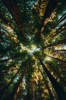 Looking up through towering redwood forest canopy with sunlight filtering through dense foliage, creating dramatic perspective and natural patterns in green and gold.