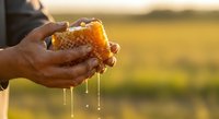 Beekeeper holding honeycomb with golden honey dripping from cells, showcasing raw honey harvest and apiary production in natural sunlight.