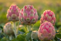 Fresh artichoke buds with pink-tipped leaves growing in garden at sunset, natural organic vegetables illuminated by warm golden light against blurred background.
