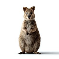 Smiling quokka standing upright on white background, isolated marsupial from Australia showing friendly expression and characteristic pose. Perfect for wildlife projects.
