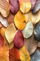 Colorful autumn leaves arranged in flat lay composition showing seasonal foliage in yellow, red, orange, and brown hues.