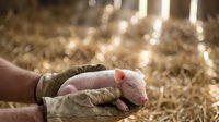 Young piglet held in farmer's hands on straw bedding, livestock agriculture and animal husbandry concept for farming industry.