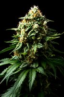 Mature cannabis plant with dense crystalline buds and vibrant green fan leaves against black background, showcasing trichomes and pistils in macro detail.