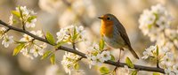 European robin perched on blooming cherry tree branch with white flowers in spring garden, small songbird with orange breast among delicate blossoms.
