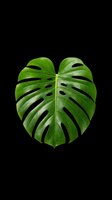 Vibrant green monstera leaf with natural fenestrations, isolated on transparent background. Ready for t-shirts, stickers, clipart, and print-on-demand designs.