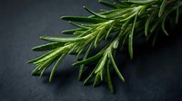 Fresh rosemary sprigs with water droplets on dark slate surface, suitable for culinary, food styling, and cooking-related projects.