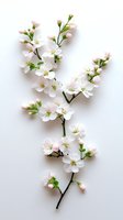 Delicate white cherry blossom branch with pink buds and fresh green leaves on pure white background, isolated for creative design and spring season projects.