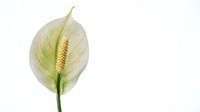 Peace lily flower with white spathe and yellow spadix on green stem isolated on white background for botanical design projects.
