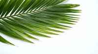 Tropical palm leaf branch isolated on white background for summer design projects and natural botanical decorations.