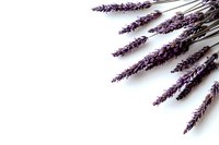Fresh lavender sprigs arranged on clean white background with copy space for aromatherapy and natural wellness designs.