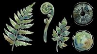 Watercolor fern leaves and mushroom clipart set, isolated on transparent background, ready for t-shirt design, stickers, print on demand, and sublimation projects.