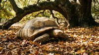 Sulcata tortoise walking on dry ground covered with brown leaves and twigs beneath a large tree with spreading branches and green foliage, suitable for wildlife and nature content.
