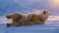 Polar bear rolling playfully in Arctic snow with majestic mountain backdrop during golden hour light. Wildlife photography capturing natural behavior in pristine wilderness.