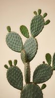 Prickly pear cactus with green paddle-shaped segments and spines against neutral beige background for desert botanical home decor and southwestern design.