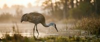 Sandhill crane wading in shallow wetland water during golden hour sunrise, feeding in natural marsh habitat with soft bokeh background.