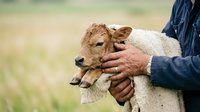 Young lamb held in farmer's arms in rural pasture setting. Livestock care and agricultural animal husbandry concept for farming, ranching, and countryside living themes.