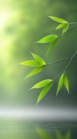 Fresh bamboo leaves hanging over calm water surface with soft green bokeh background and reflection, creating zen garden atmosphere.