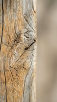 Weathered wooden post with natural grain patterns and rustic texture against blurred background for organic design projects.
