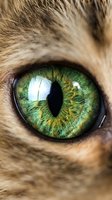 Extreme macro closeup of a cat green eye with vertical pupil and detailed iris texture, vivid colors on orange fur background.