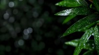 Fresh green bamboo leaves with water drops against dark background with bokeh lights, creating natural zen atmosphere for spa and wellness designs.