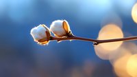 Raw cotton bolls on brown branch against blurred blue background with golden bokeh lights creating dreamy natural atmosphere. Suitable for textile industry visuals.