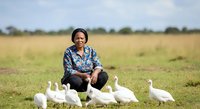 African American female farmer crouching among white geese in open pasture field, poultry farming and agricultural business concept for rural lifestyle and sustainable food production.