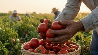 Farmer hands holding fresh ripe red tomatoes over wicker basket during harvest time in agricultural field at golden hour sunset with workers in background.