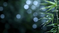 Fresh bamboo leaves with morning dew drops against blurred bokeh background in cool blue tones, creating zen atmosphere for wellness and spa designs.