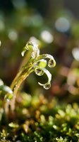 Curled fern frond with water droplets glistening in natural light, surrounded by lush green moss and foliage. Macro nature photography suitable for botanical, environmental, and wellness design projects.