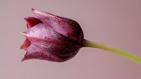 Dark burgundy tulip with water droplets on petals against soft pink background for spring floral designs and romantic decorations.