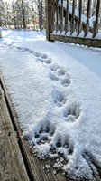 Animal paw prints trail across fresh snow beside a wooden deck and fence, with bare winter forest trees in the background. Wildlife tracking scene.