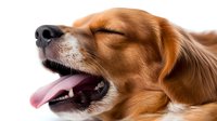 Happy golden retriever dog with open mouth and tongue out showing joyful expression against white background, isolated pet portrait for design use.