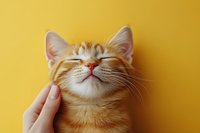 Smiling ginger cat enjoying chin scratches against vibrant yellow background, showing contentment and happiness with closed eyes and relaxed expression.