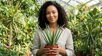 Young African American woman holding small potted plant in greenhouse surrounded by lush green foliage. Gardening, plant care and sustainable living concept.