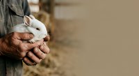 Man holding white rabbit in hands, farmer caring for domestic pet animal on farm or homestead.