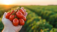 Fresh ripe cherry tomatoes held in hand at sunset over agricultural field. Organic farming harvest concept for healthy eating and sustainable agriculture.
