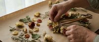 Hands of mature adult arranging dried chamomile flowers and herbs on kraft paper surface for herbal tea preparation, natural medicine, or botanical craft projects.