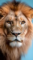 Majestic male lion portrait with golden mane and intense amber eyes against soft blue background for wildlife photography and nature designs.